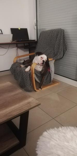 Polly