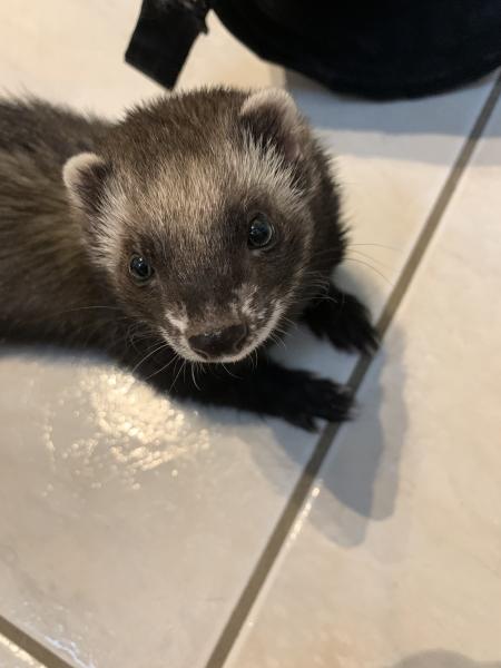 Pantera