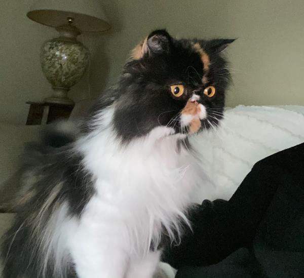 Abby