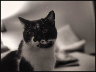 Photo de NIKA