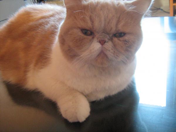 Photo de Golden