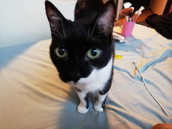 Maïs