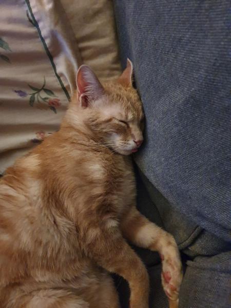 Diego