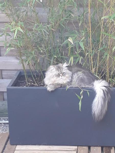 Maurice
