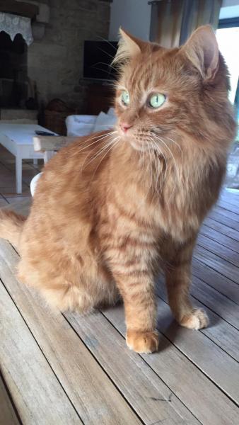 Weasley