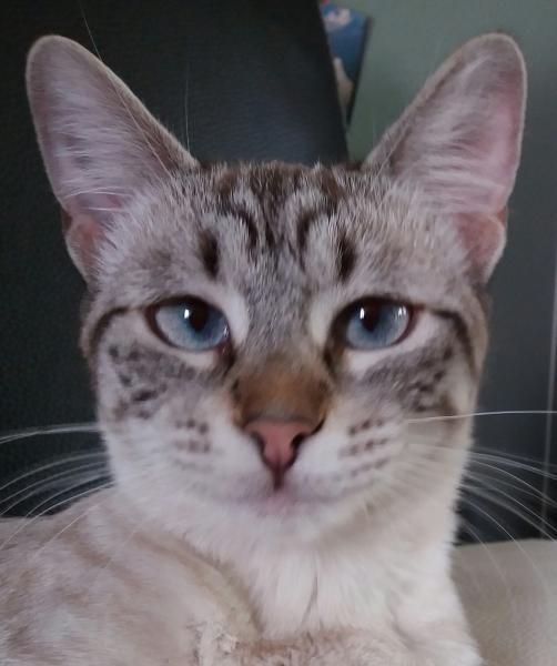 Praline