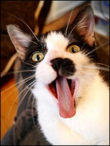 Photo de Gustaphaël