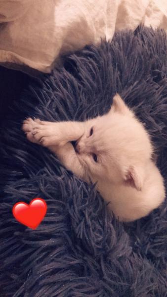 Praline
