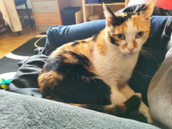 Nala