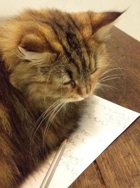 Photo de Nefertiti