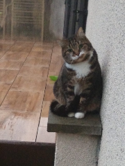Eiji