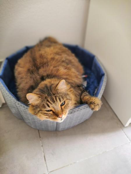 Tigrou
