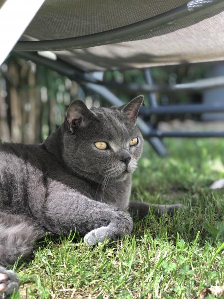 Léon