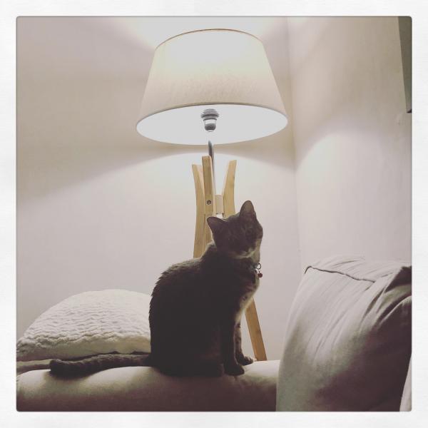 Gizmo