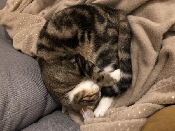 Nova