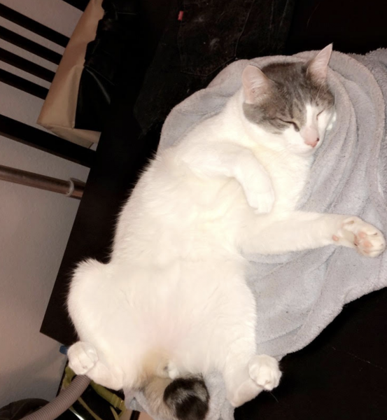 Photo de Honey