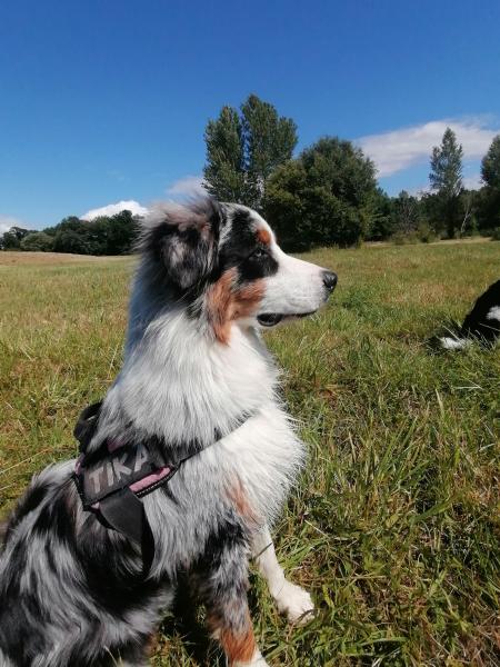 Tika