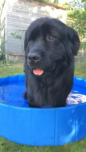 Lako