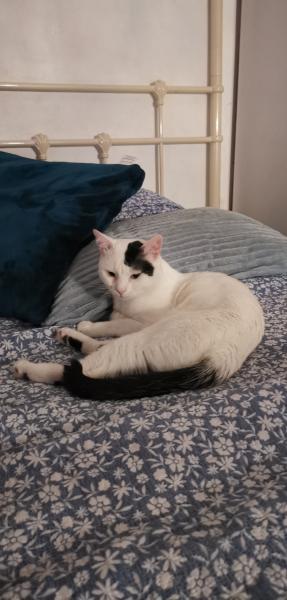 Bianco