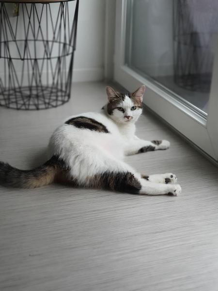 Nala