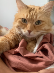 Nala