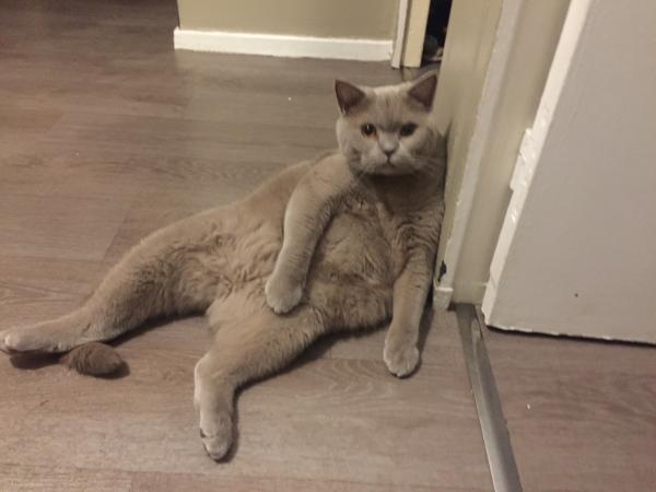 Minou