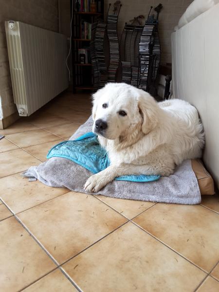Paddawan (Paddy)