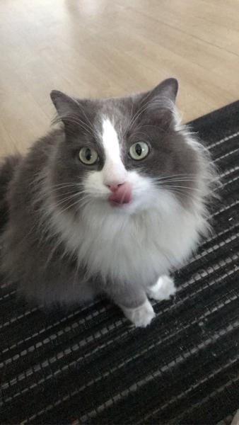 Messie
