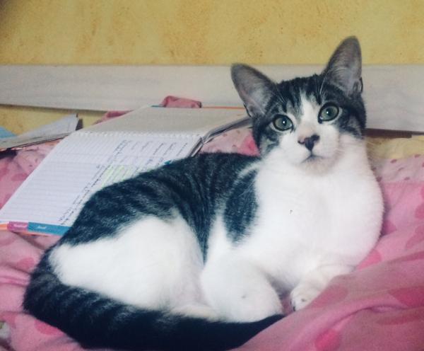Photo de Pimpoi