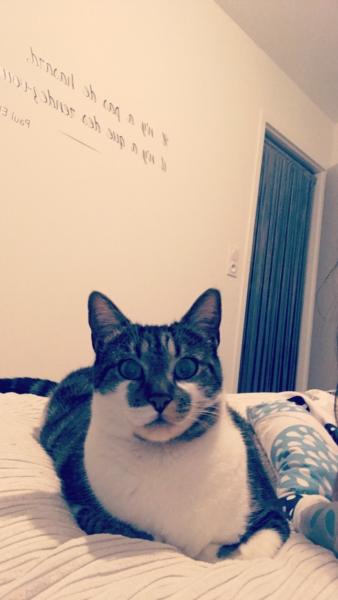 Pantoufle