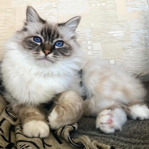 Photo de Berlioz dit Bibou