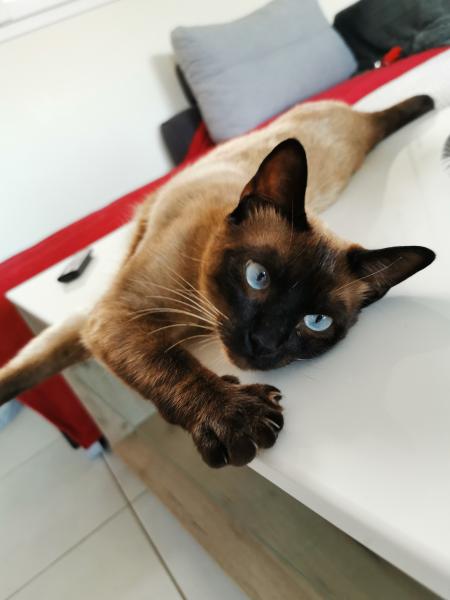 Pumba