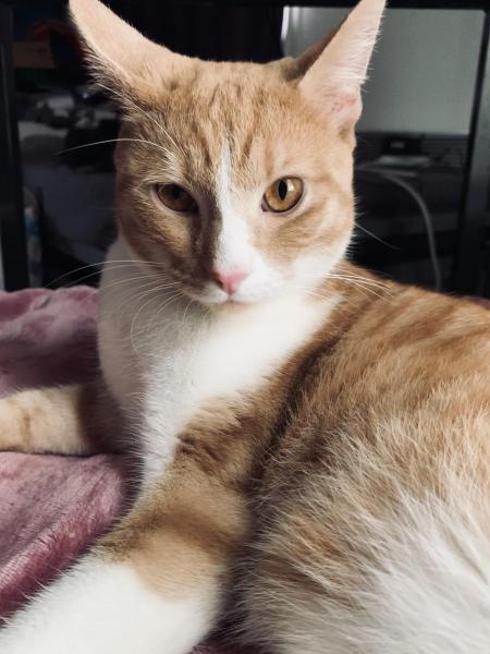 Bébé