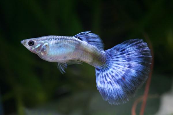poisson