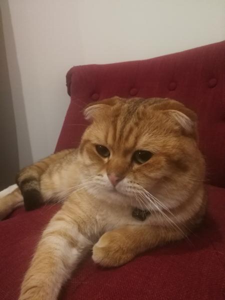 Pépin