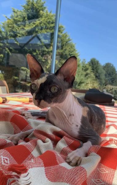 Pépette