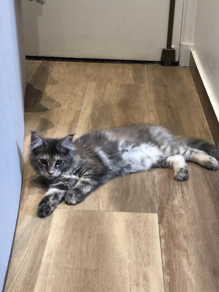 Freyja