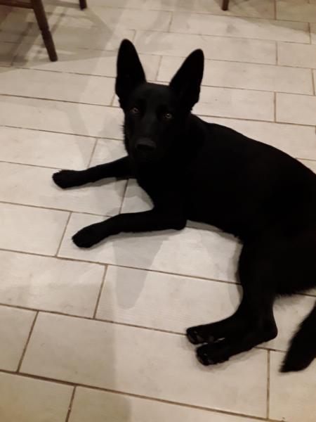 Piper