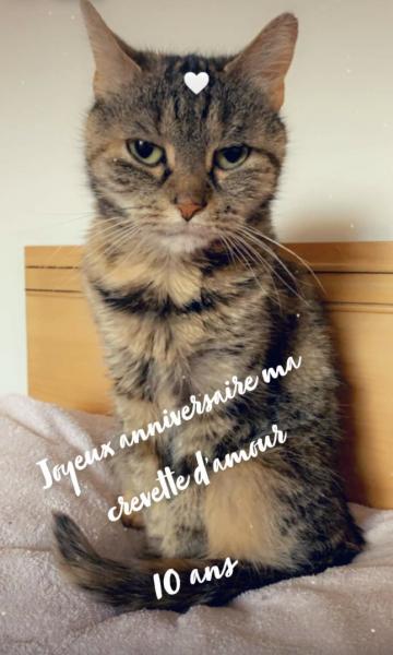 Crevette