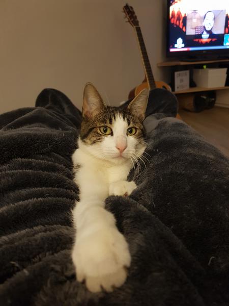 Lutti