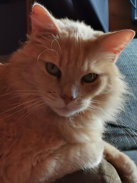 Caramel