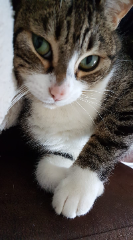 Kitty