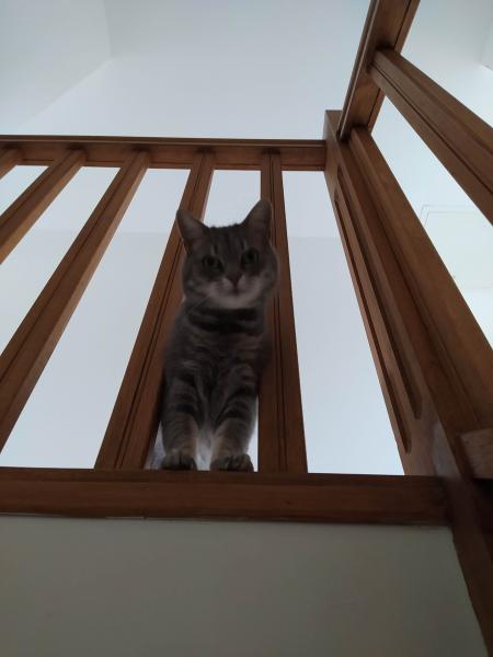 Minette