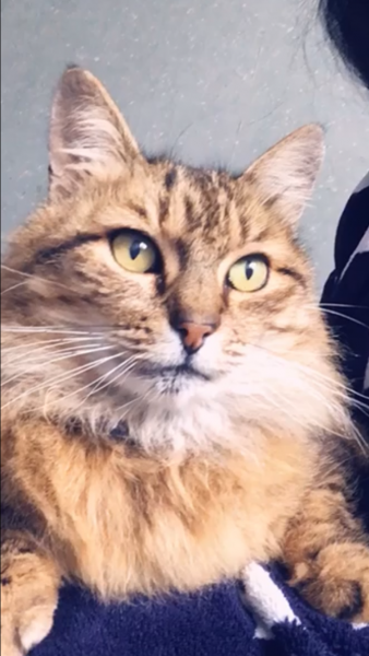 Lilou