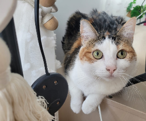 Lou