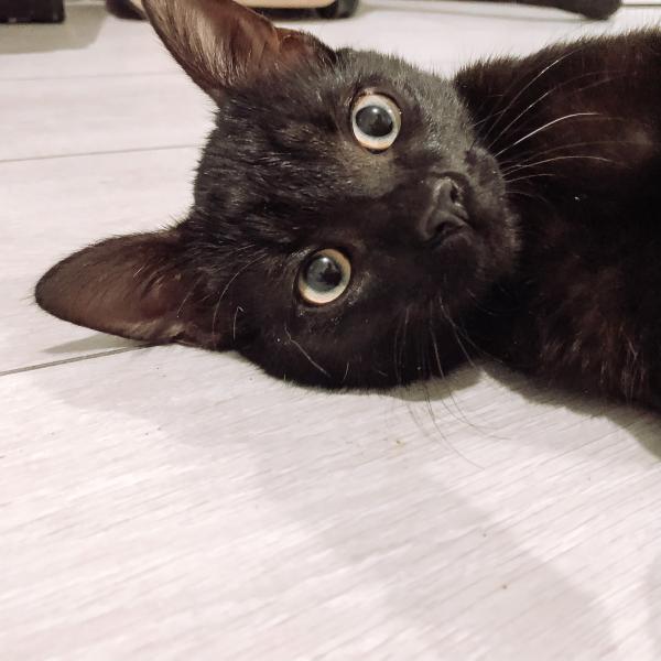 Nini
