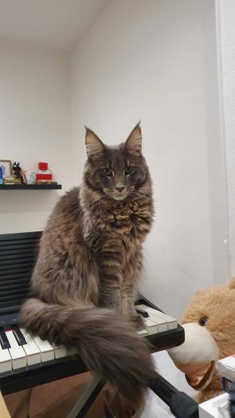 Zelda