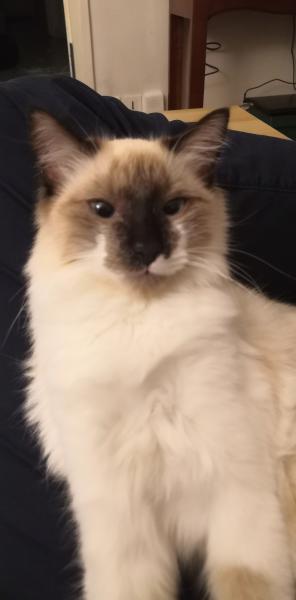 Bonnie
