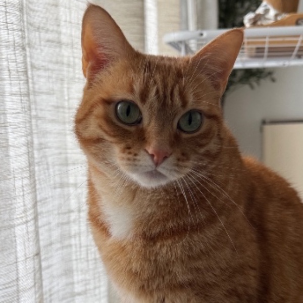 Simba