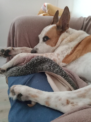Filou